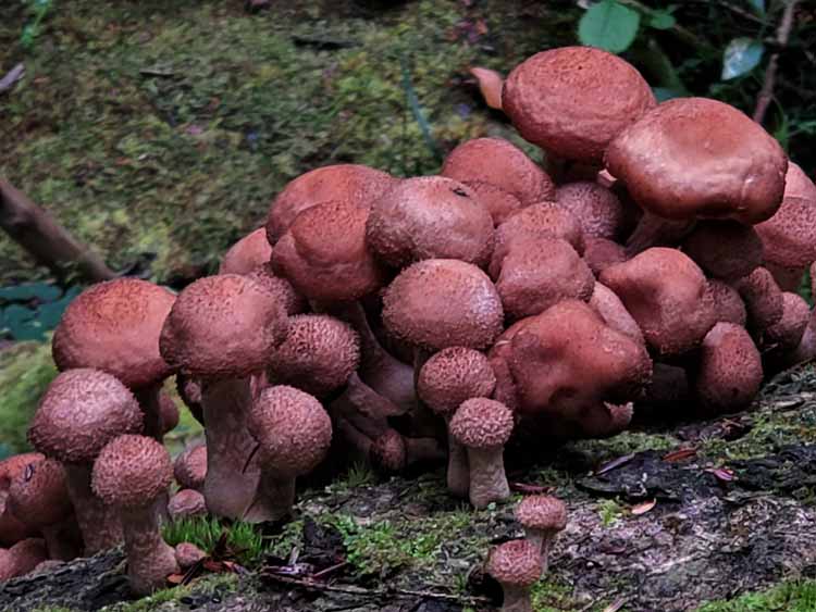 mushrooms